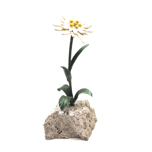 Edelweiss on a rock