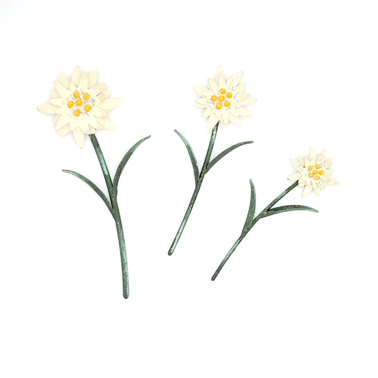 Wall Edelweiss